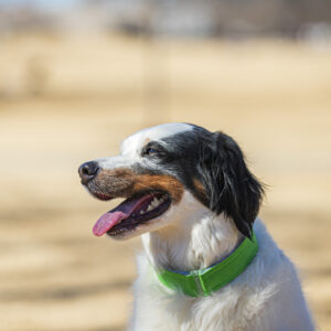 Neon Green comfycollar