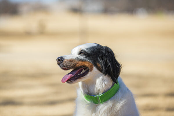 Neon Green comfycollar